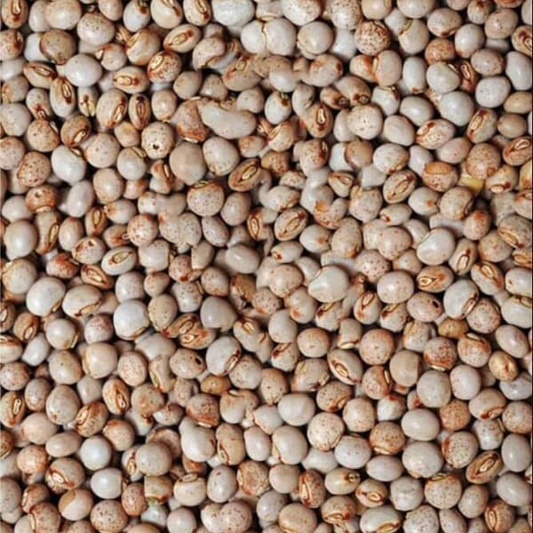 pigeon-pea-mbaazi-available in Arusha,Tanzania in Sambazah